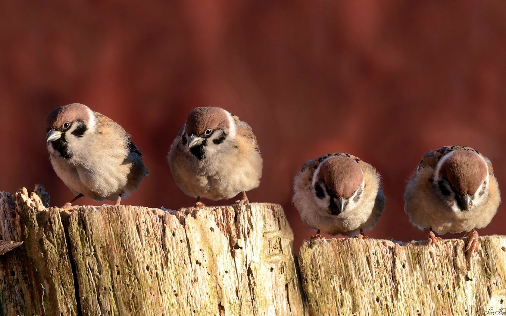 sparrow bird family