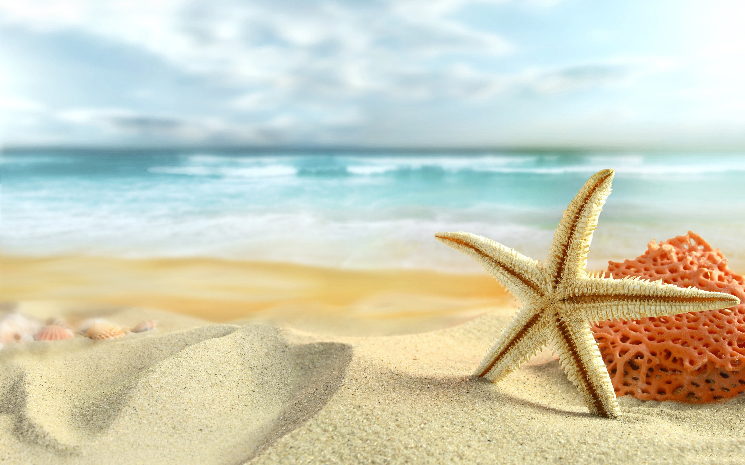 starfish beach