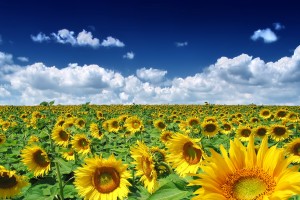 sunflowers field hd