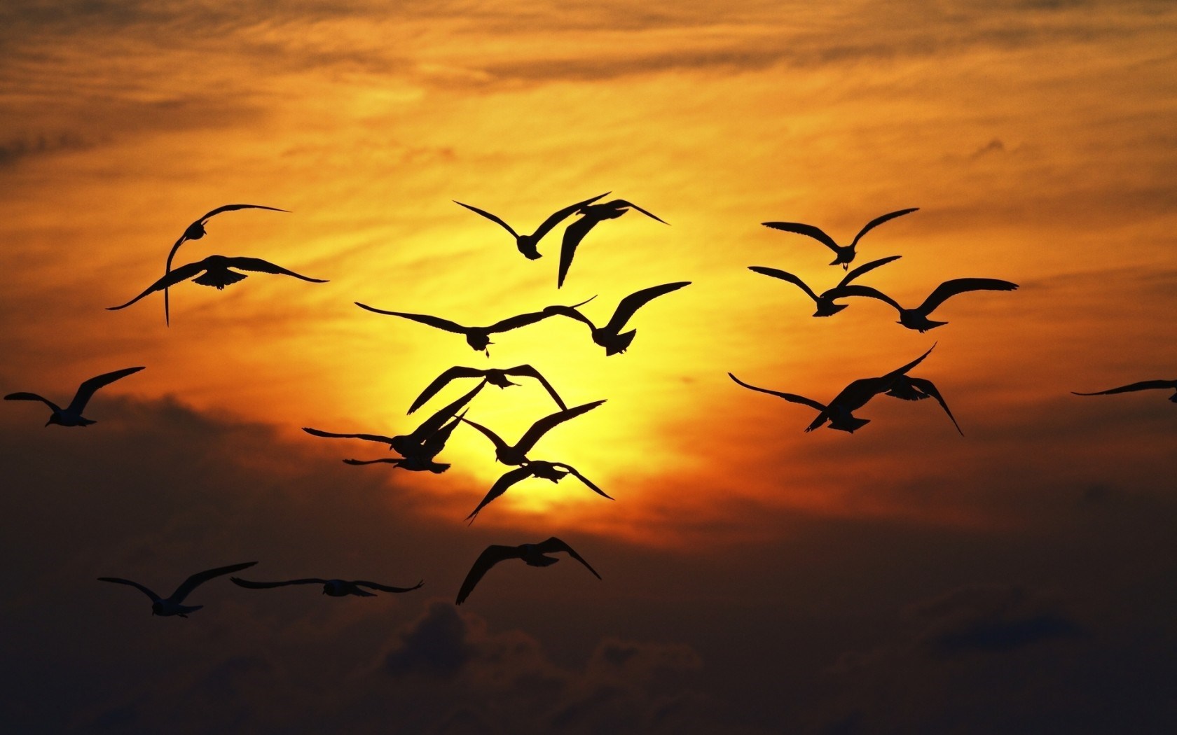 sunset birds fly images