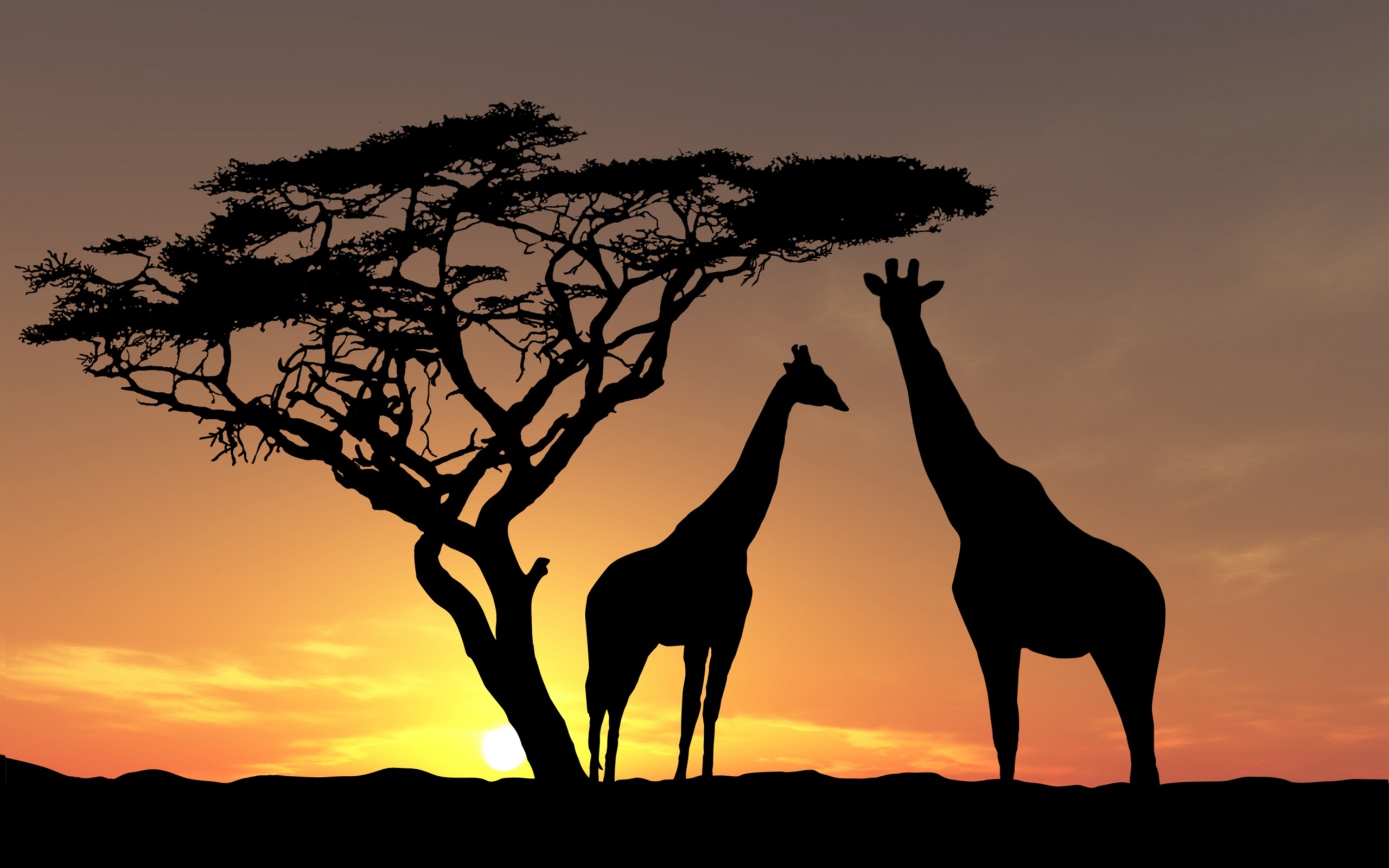sunset giraffes