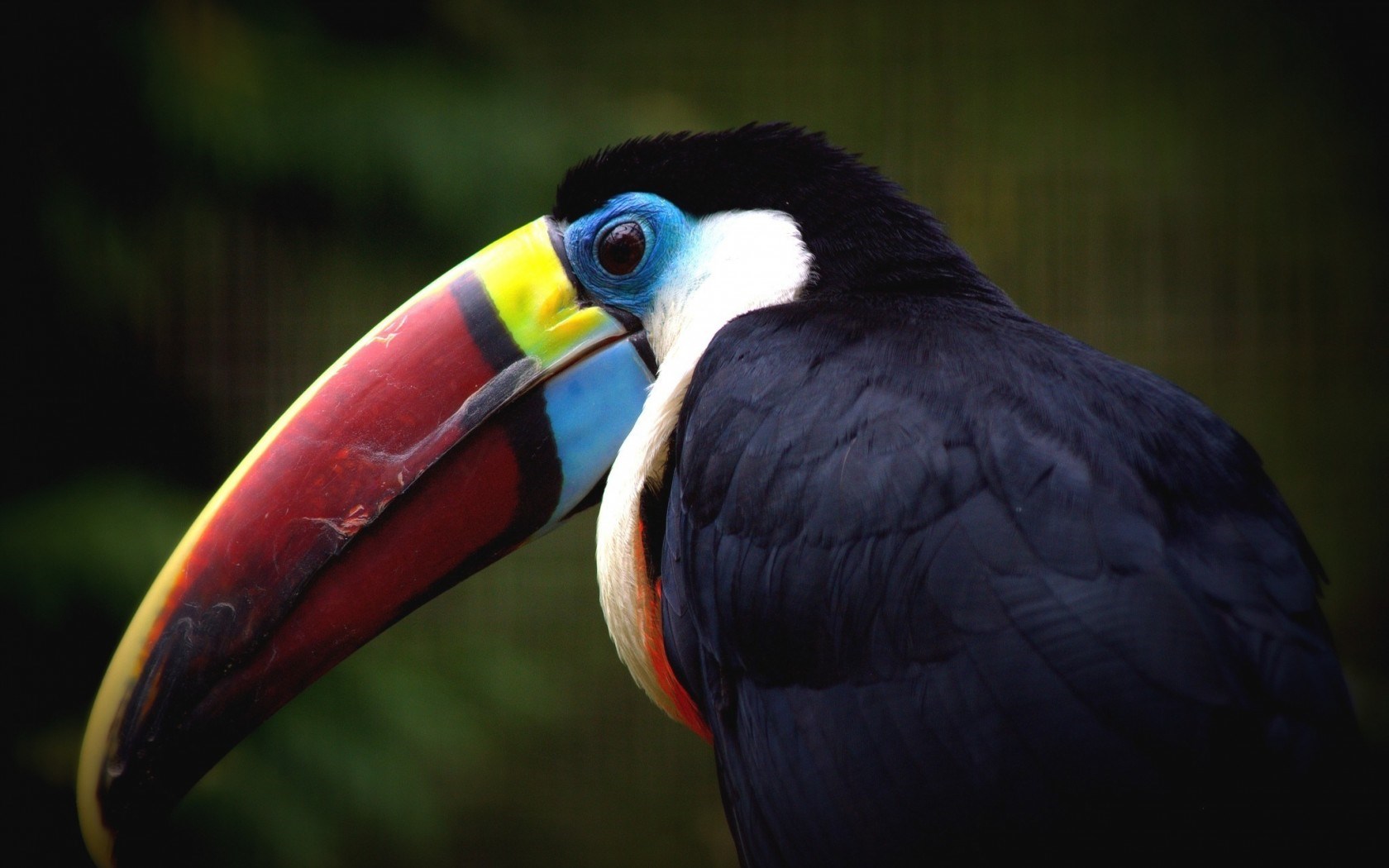 toucan beak images