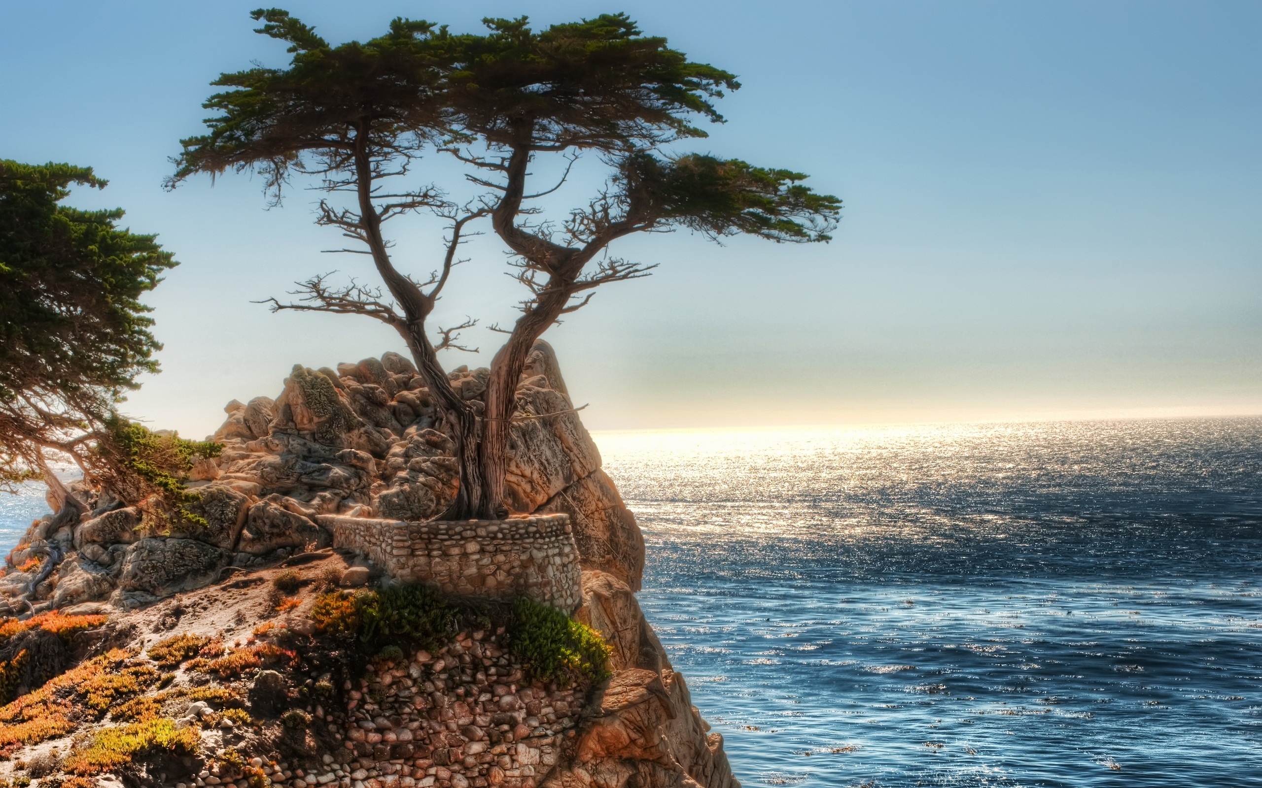 tree pictures coastal cliff