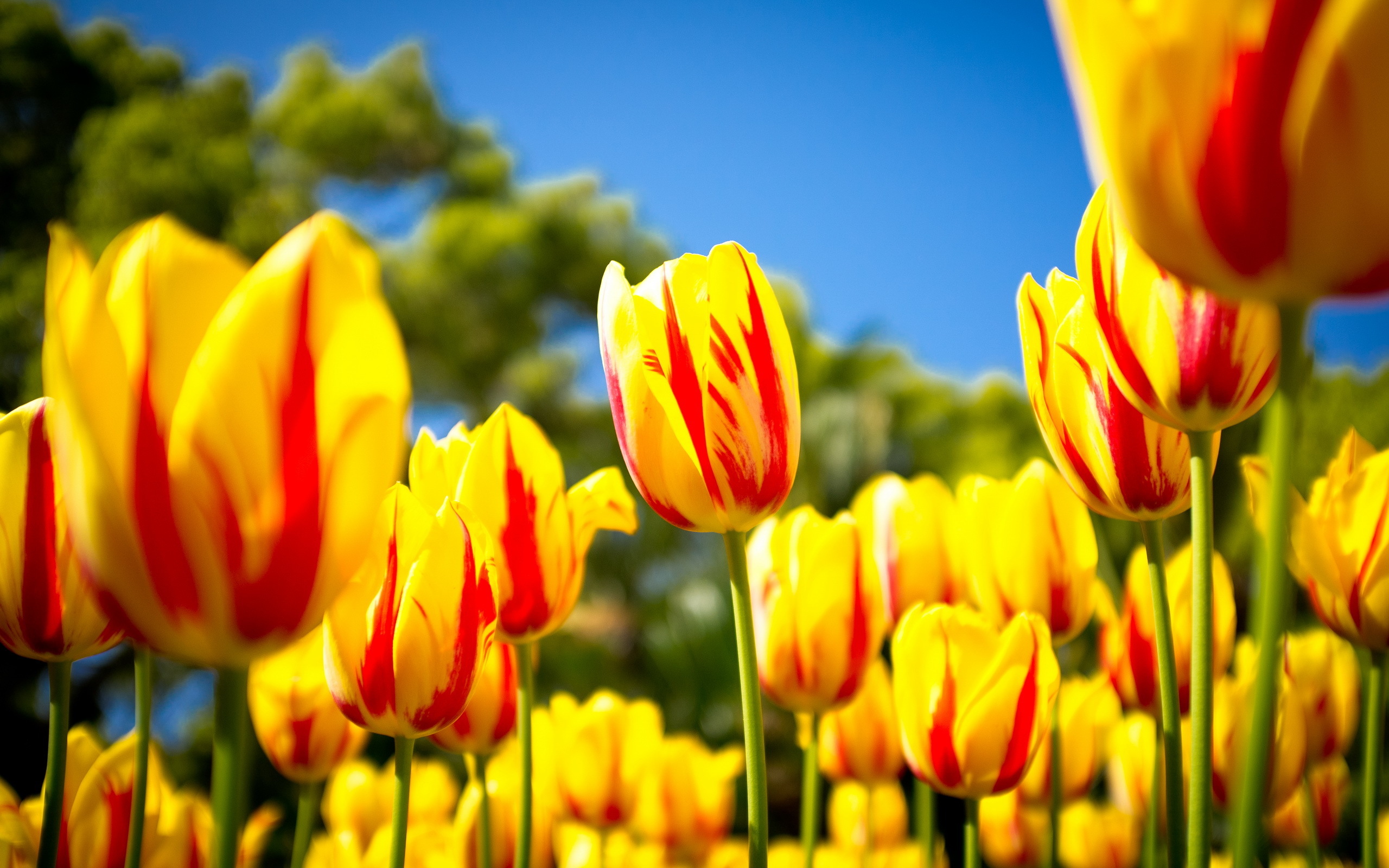 tulip flower yellow hd