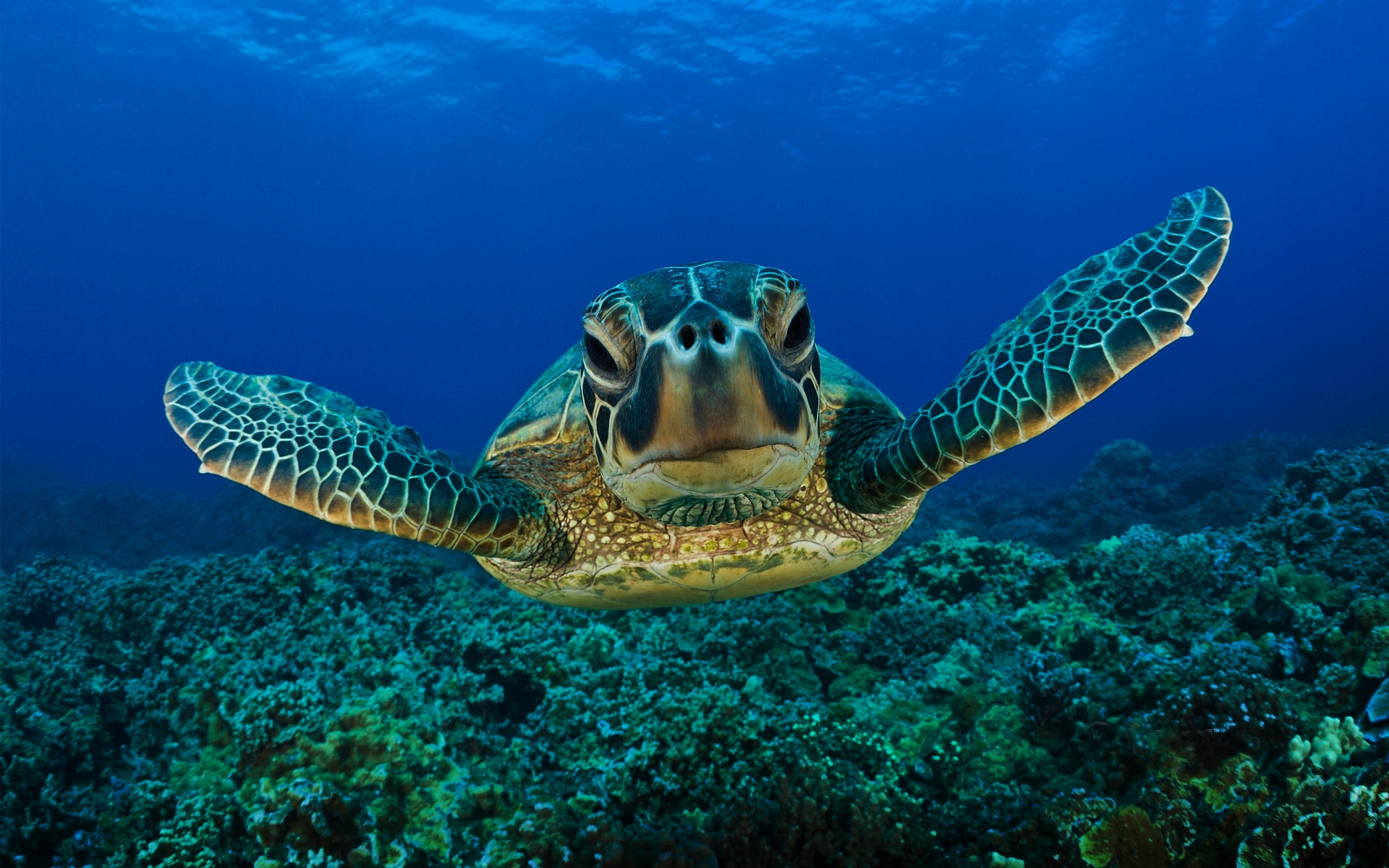 turtle wallpaper sea
