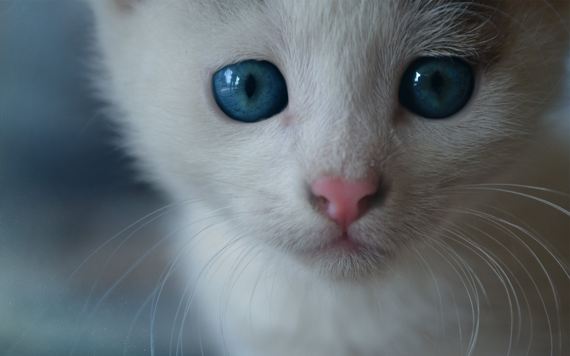 white cat blue eyes hd