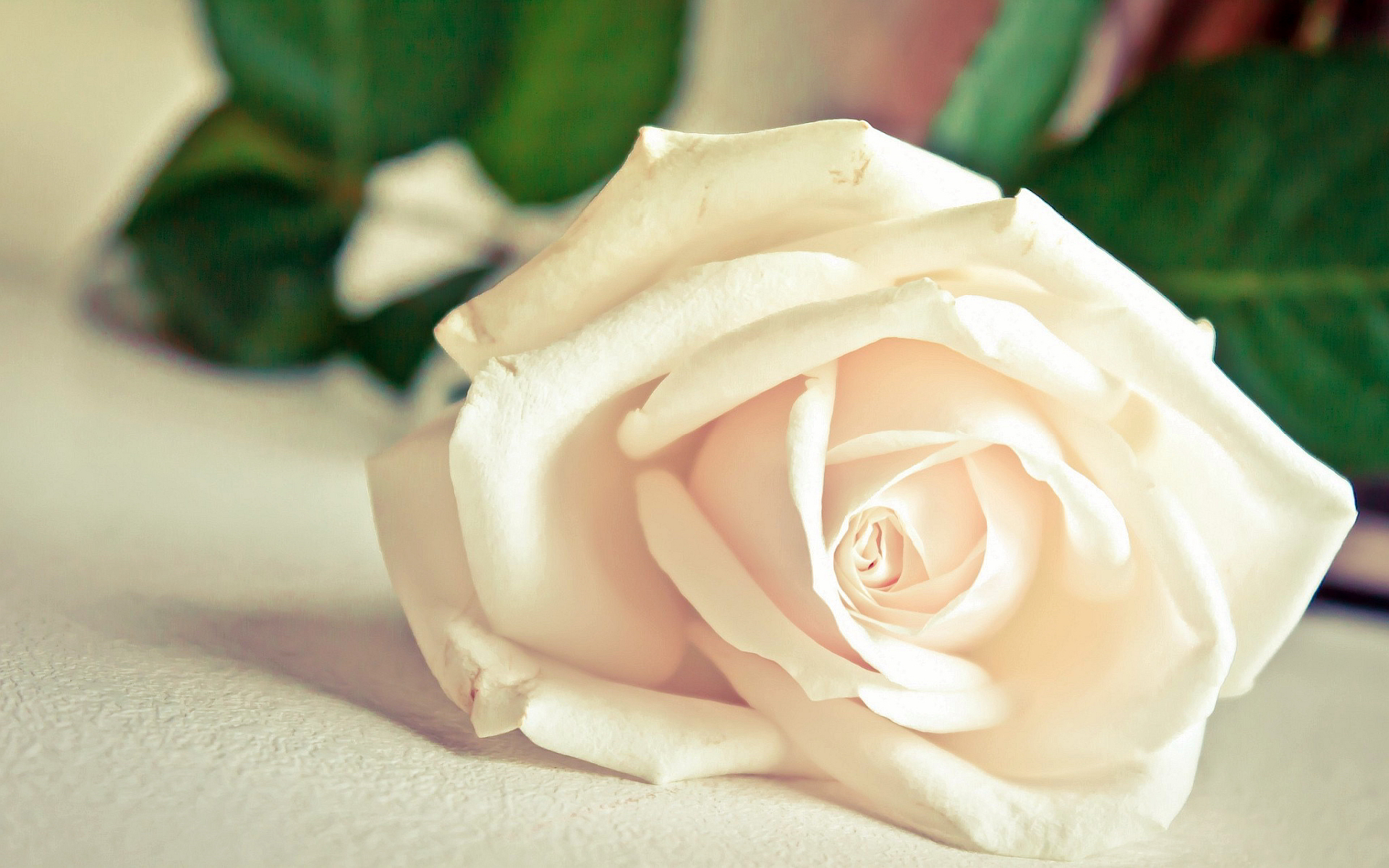 white rose hd