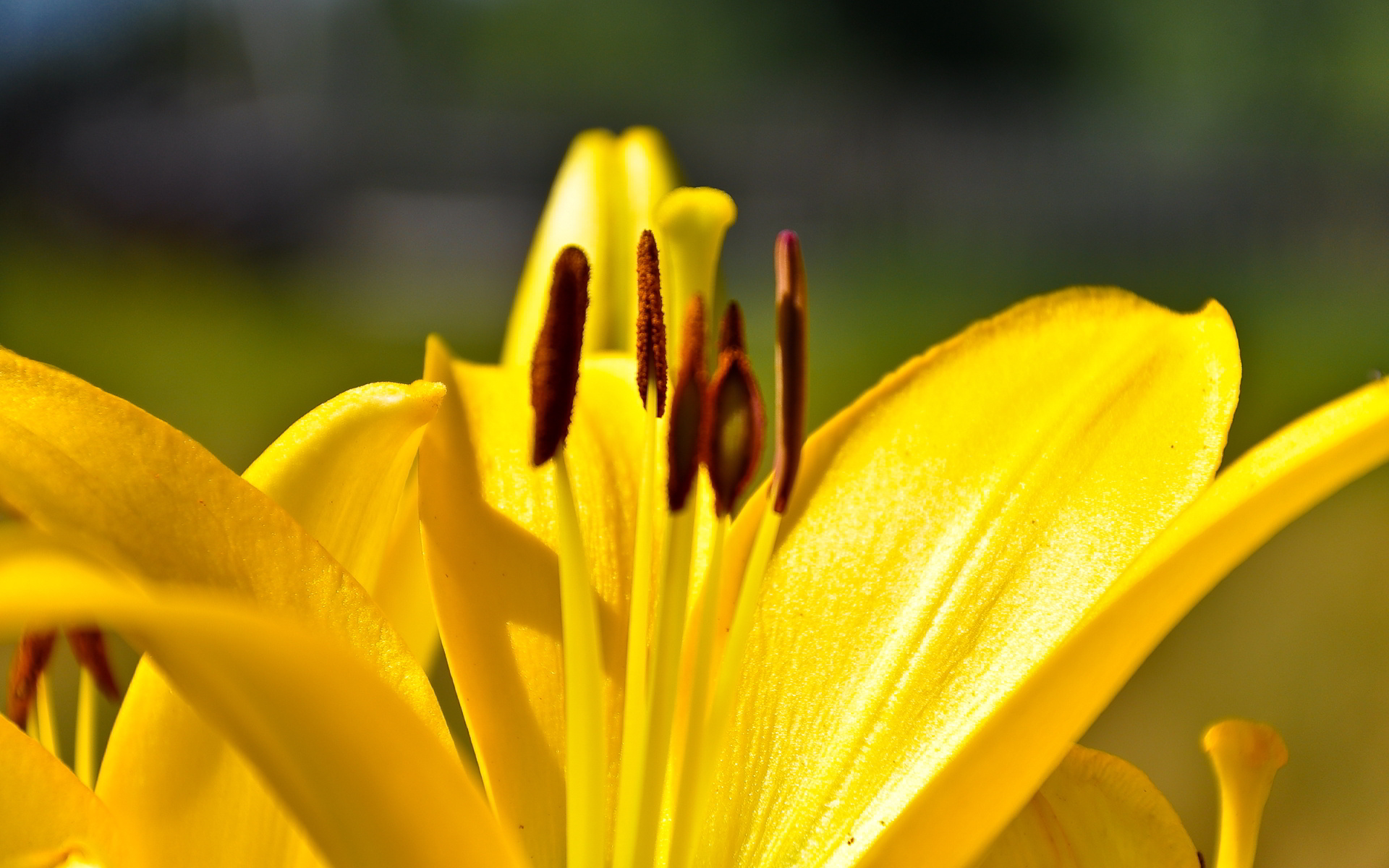 yellow lily flowers