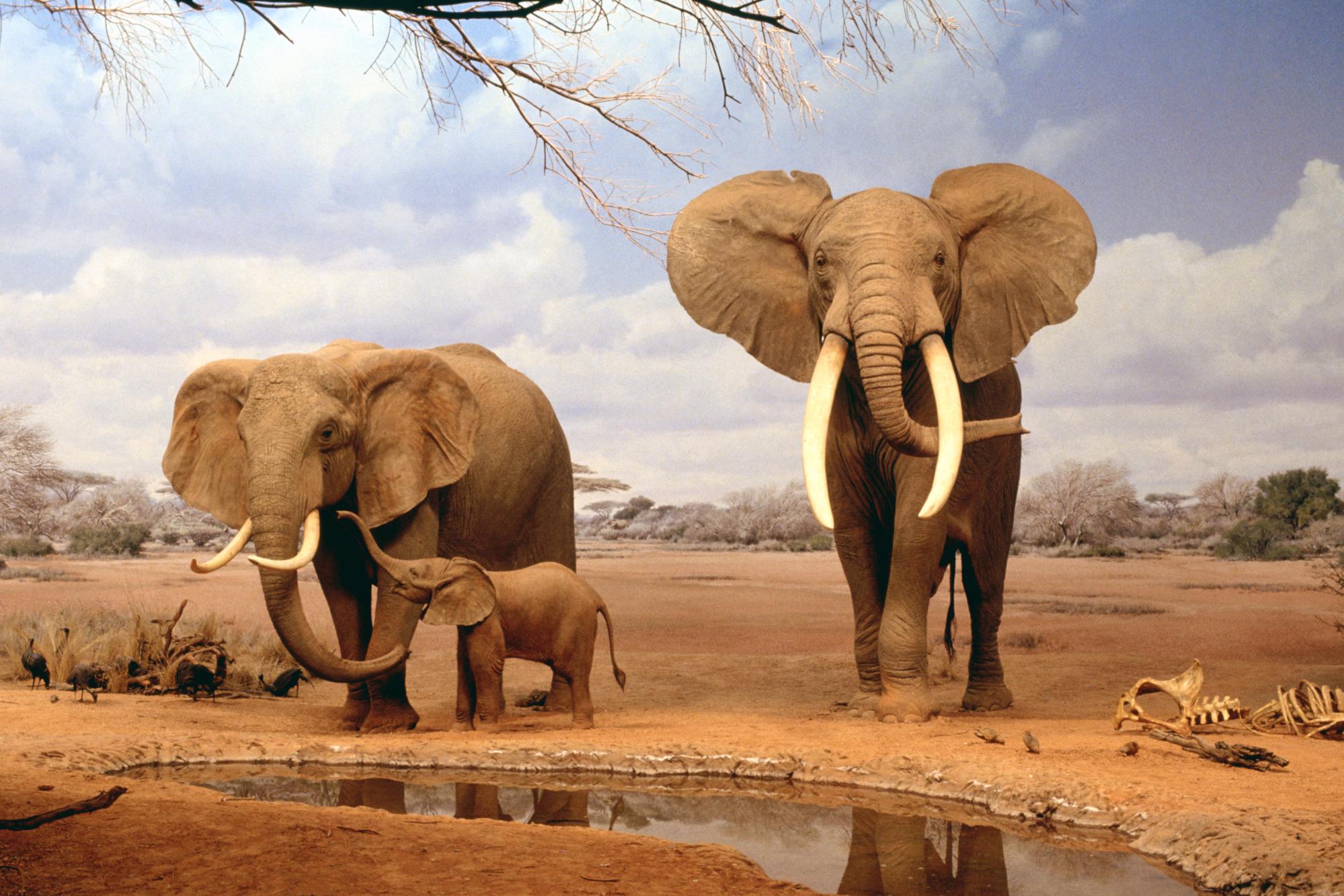 africa wallpaper elephants