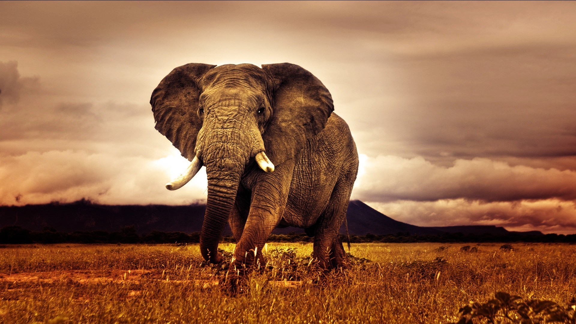 african safari image