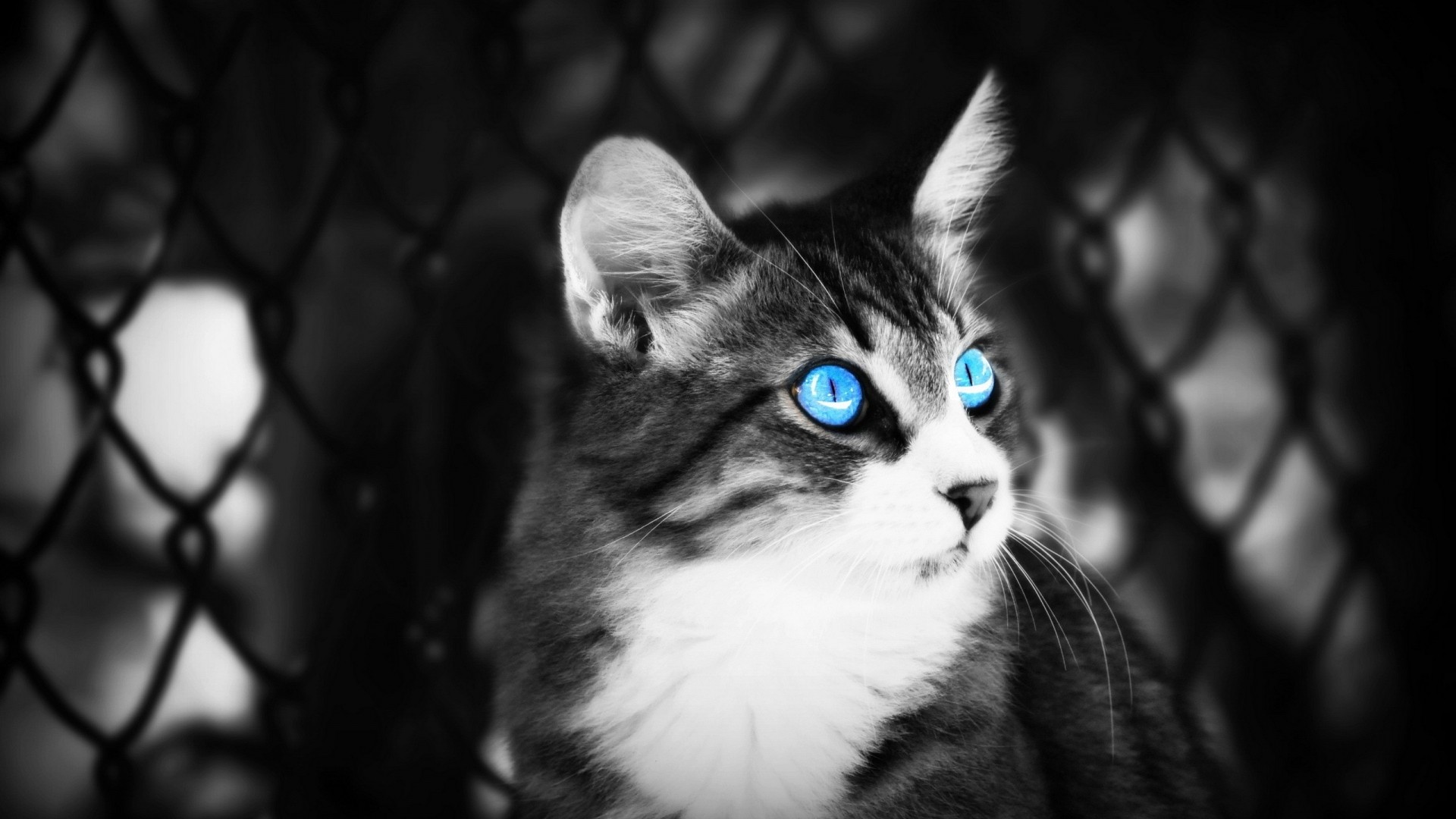 animal eyes blue