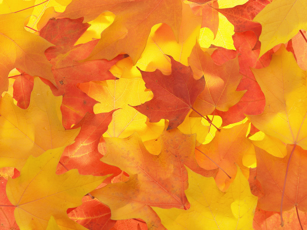 Fall Colored Maple Leaves