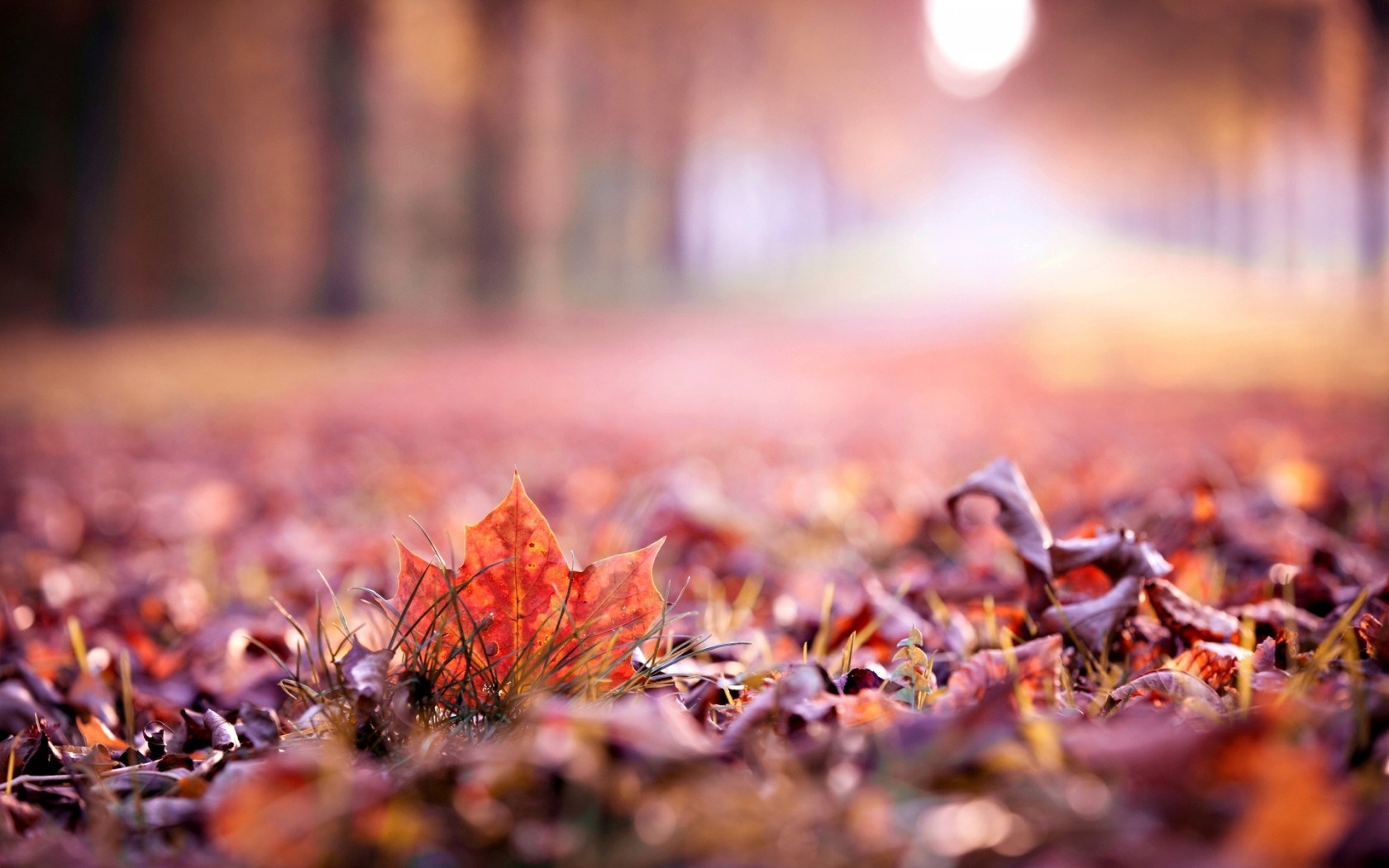 autumn leaves photography hd