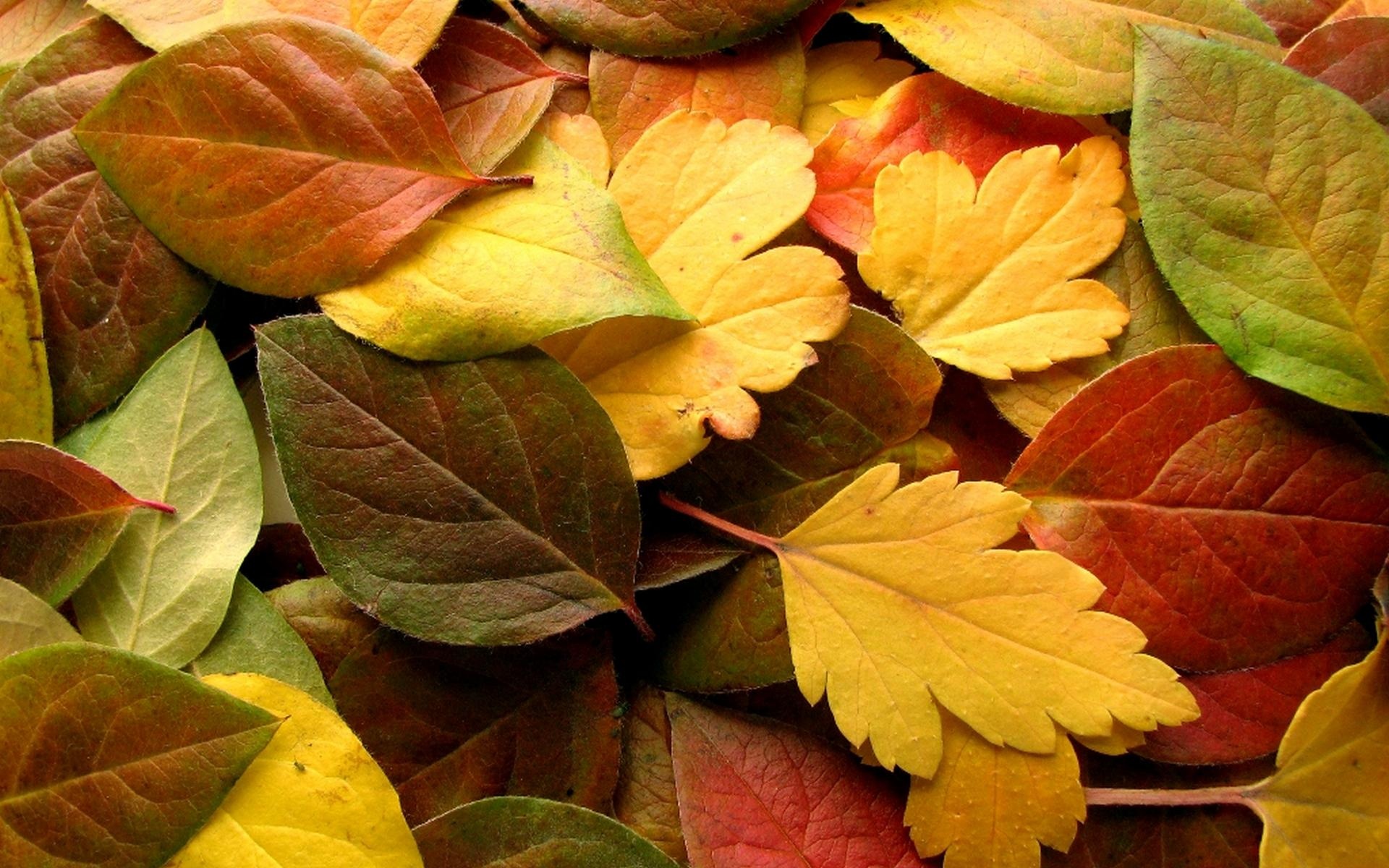 autumn wallpaper colors