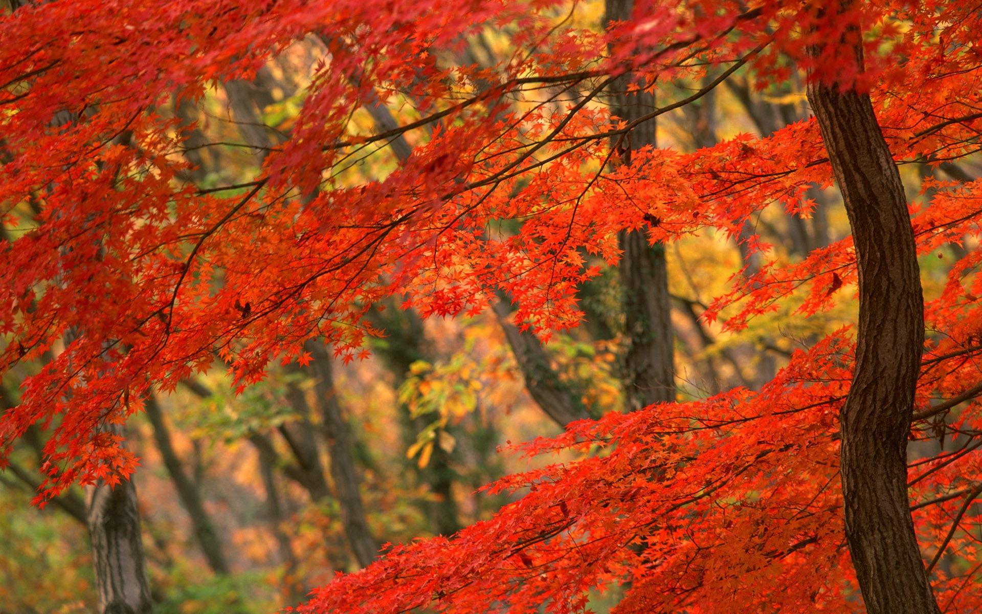 autumn wallpaper red leaves