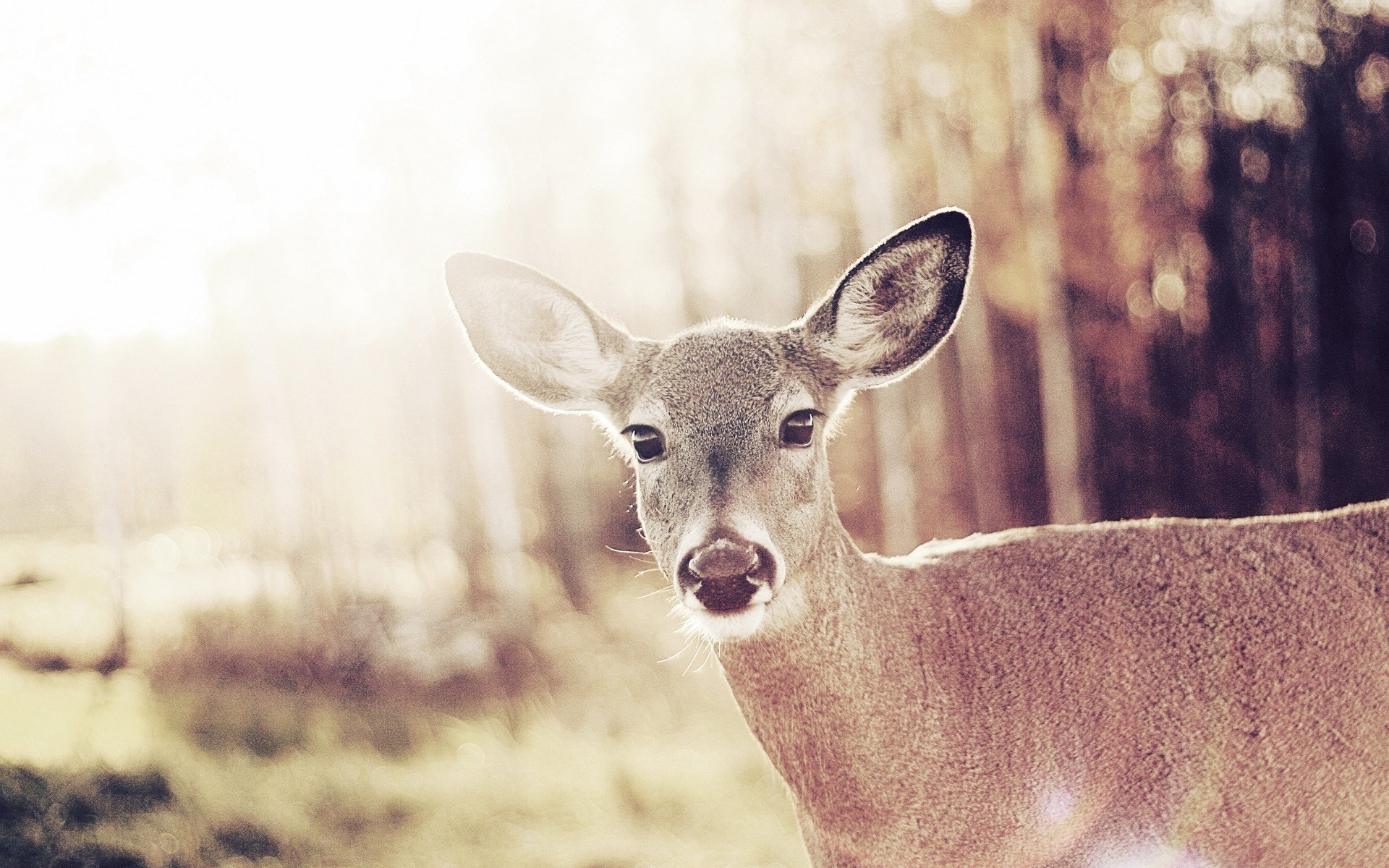baby deer wallpaper