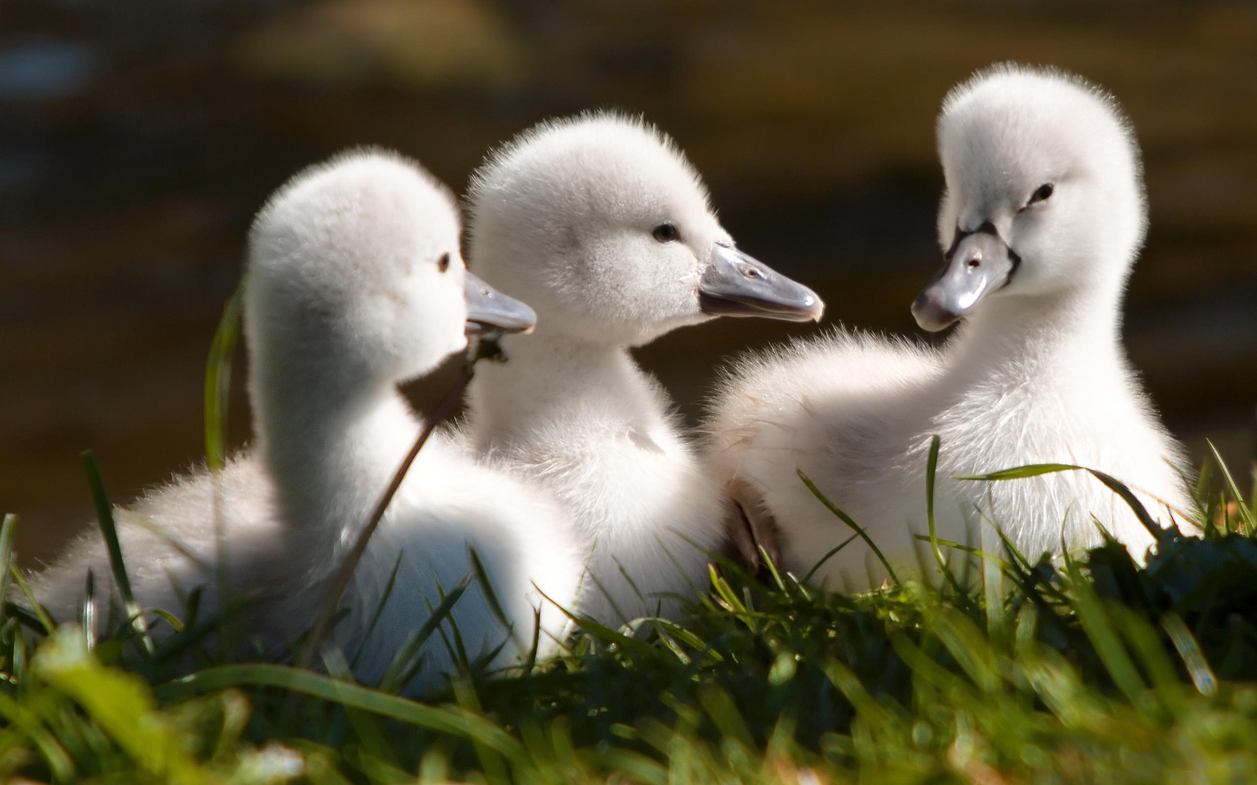 baby swan image