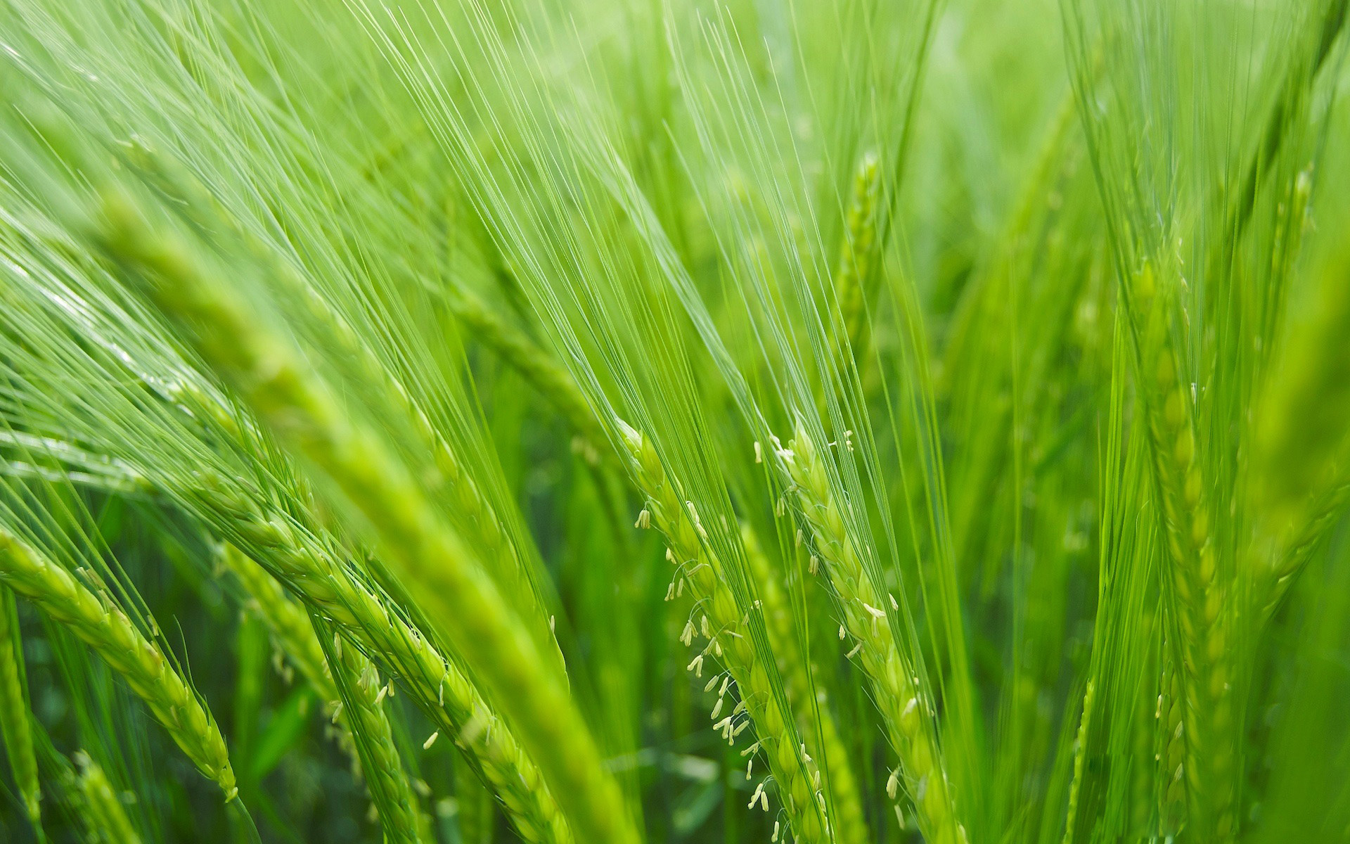 barley desktop background