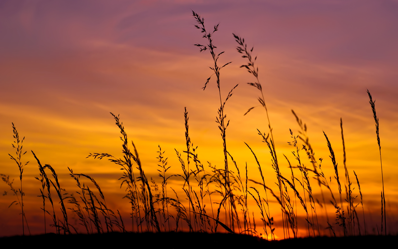 barley wallpaper sunset