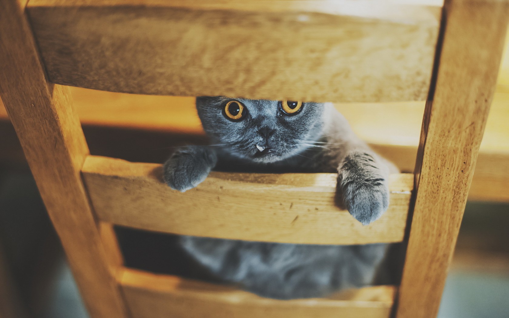 beautiful cats wallpapers download