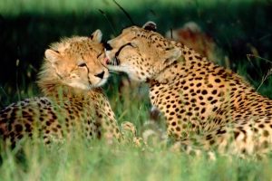 beautiful cheetah pictures