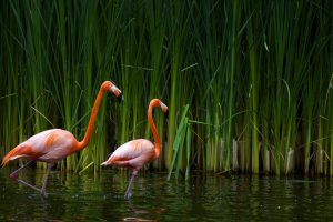 beautiful flamingos A2