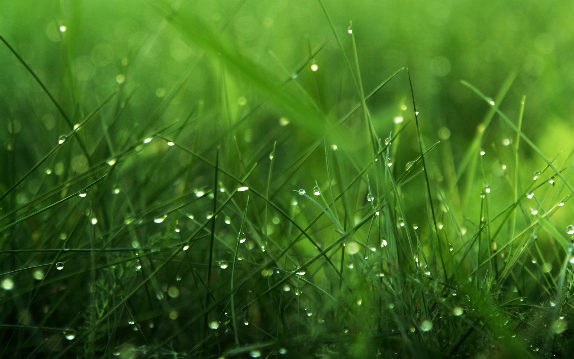 beautiful grass pictures