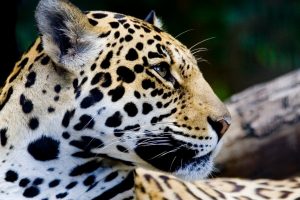 beautiful jaguar animal