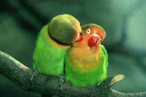 beautiful parrot photos
