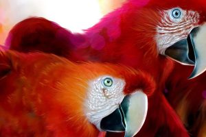 beautiful parrots pictures