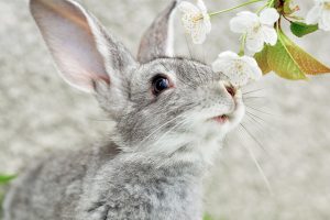 beautiful rabbits images