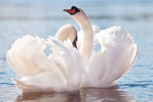 beautiful swan picture
