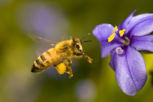 bee images free