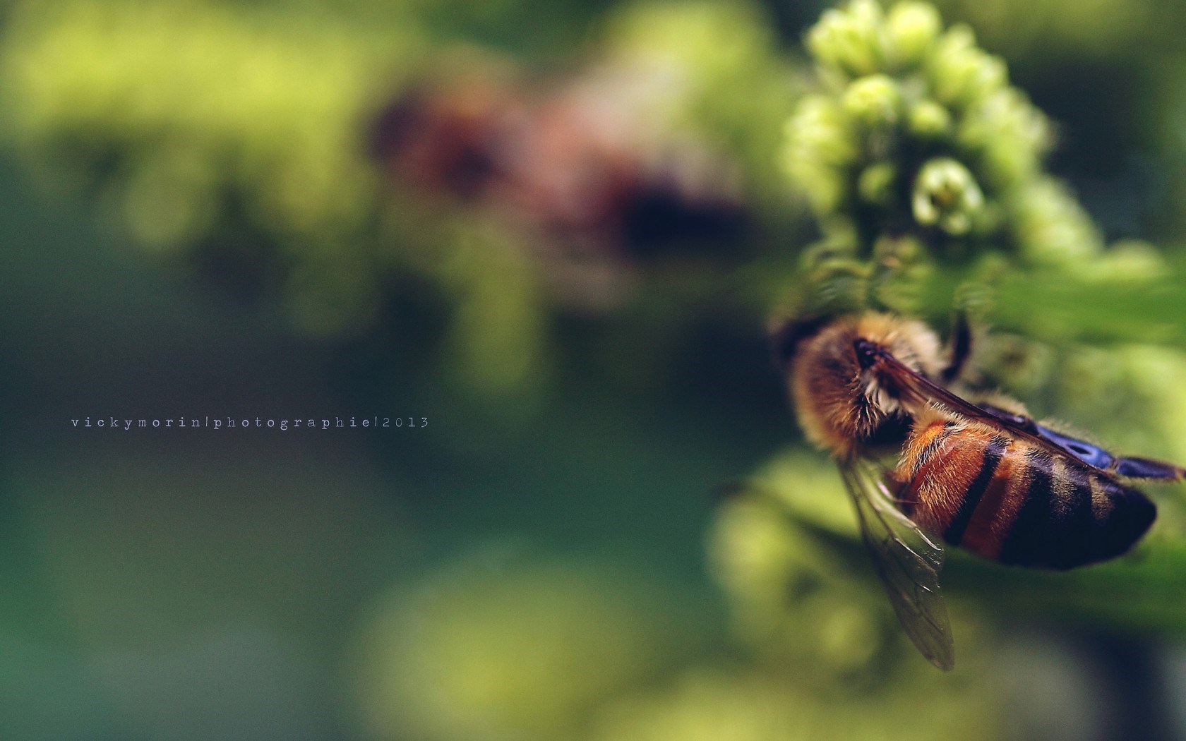 bees wallpapers hd