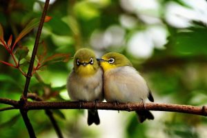 birds pictures cute