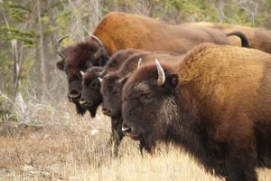 bison images