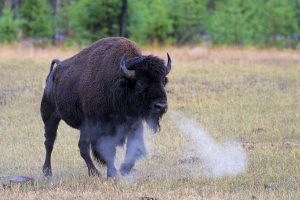 bison images free