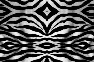 black and white zebra wallpaper
