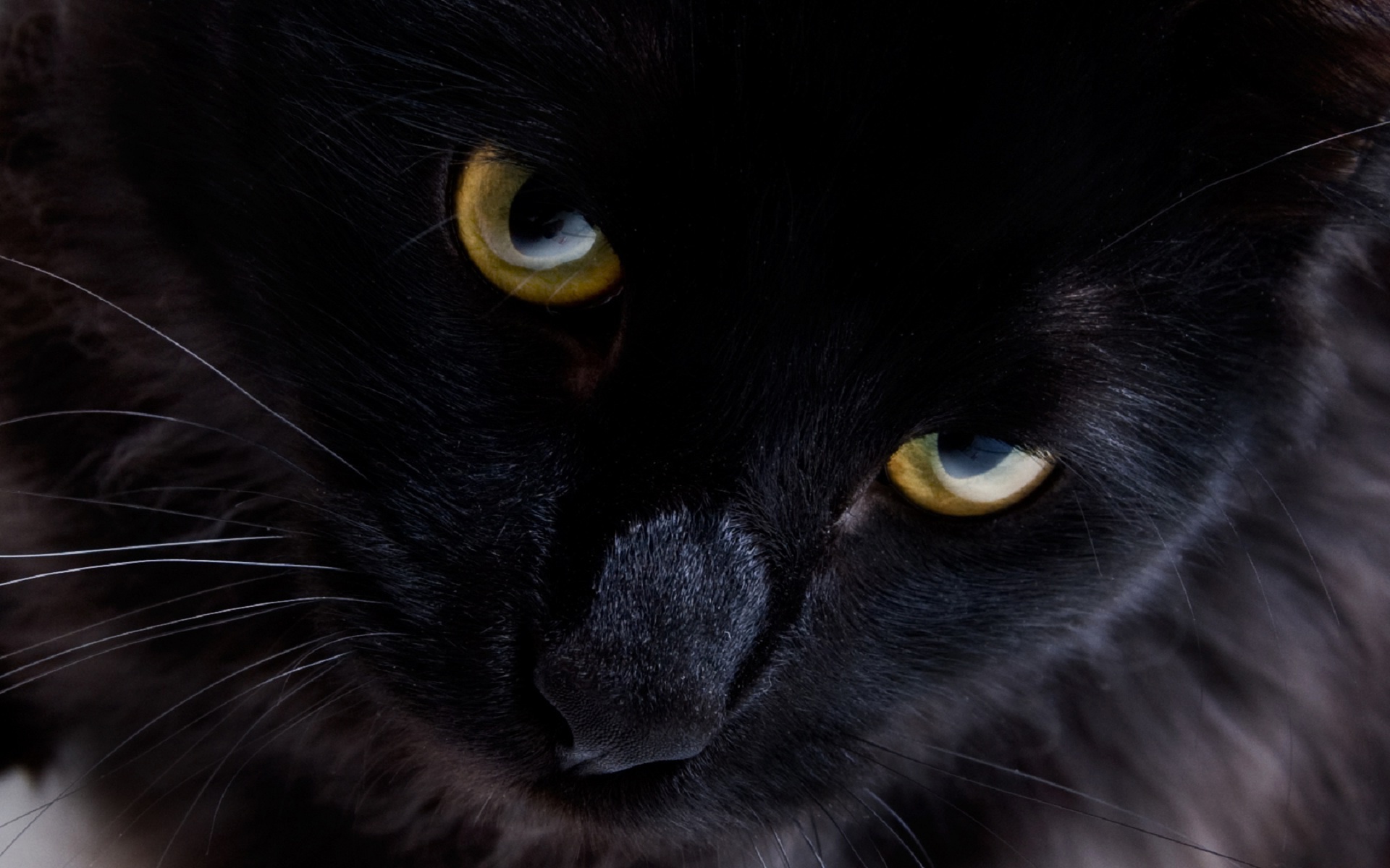black cat kitty