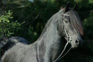 black horse A11