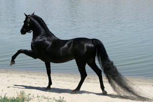 black horse pictures