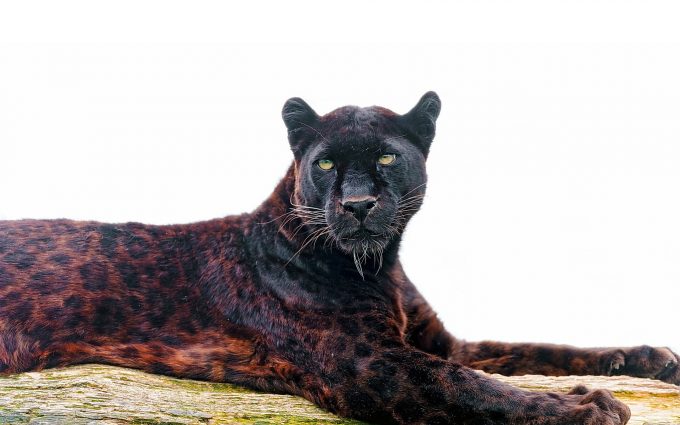 black jaguar - HD Desktop Wallpapers | 4k HD