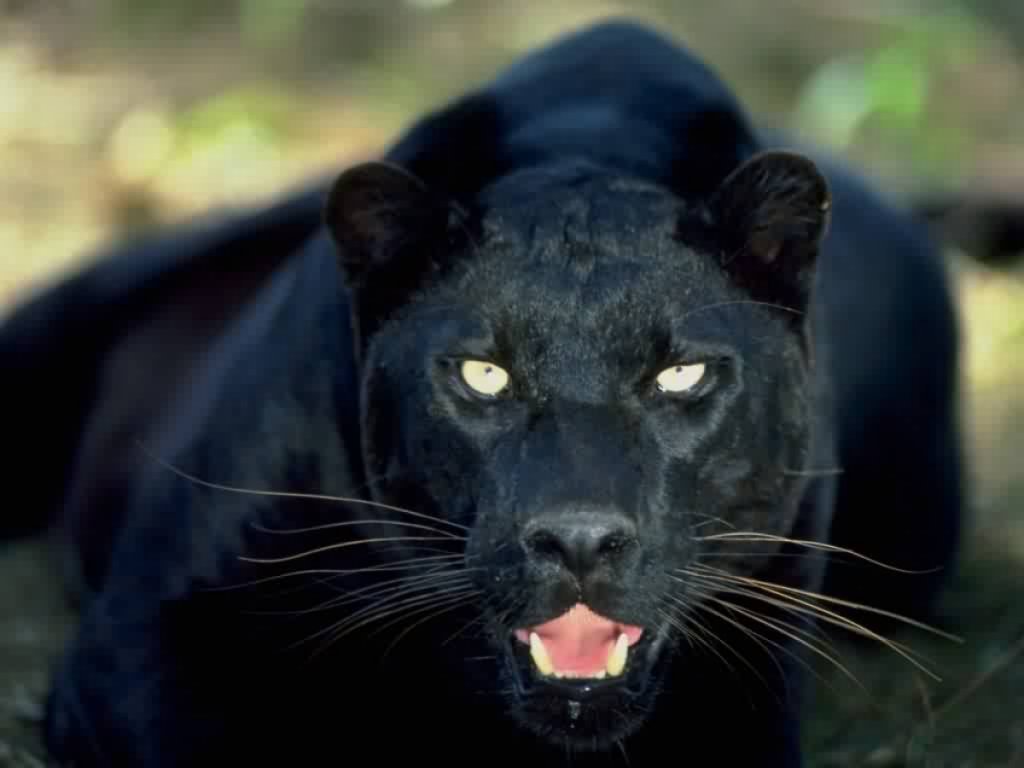 black panther angry
