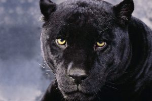 black panther look