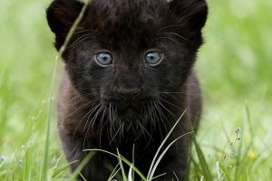black panther pup
