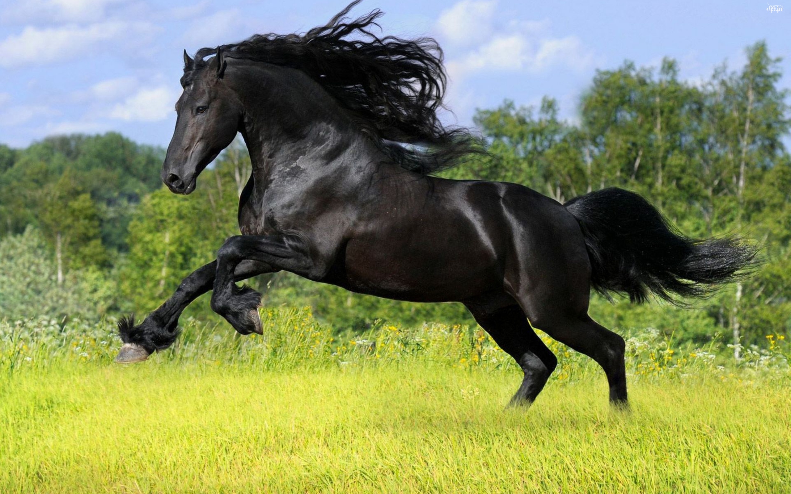 black stallion hd