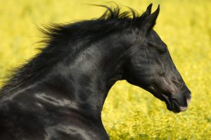 black stallion horse