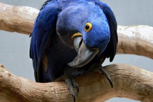 blue macaw parrot