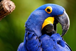 blue macaw wallpaper