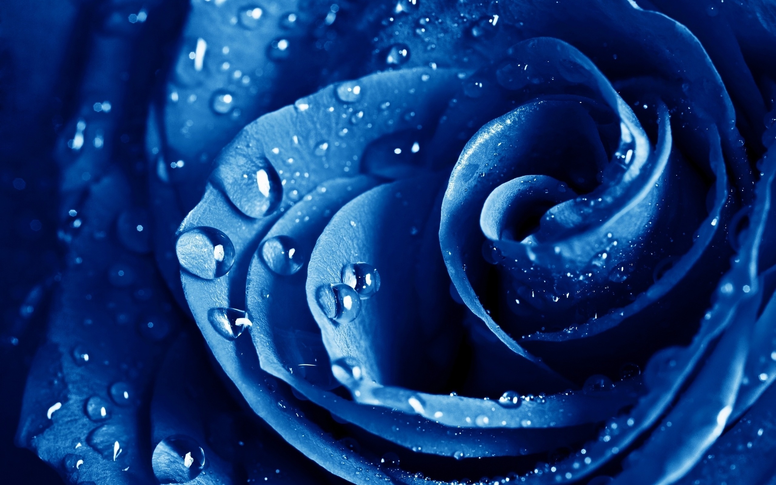 blue rose wallpaper background